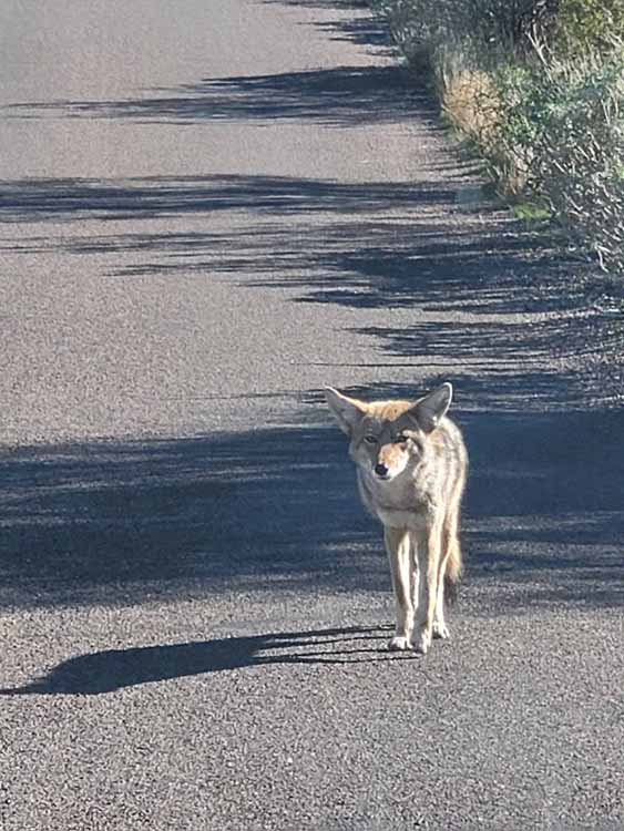 coyote